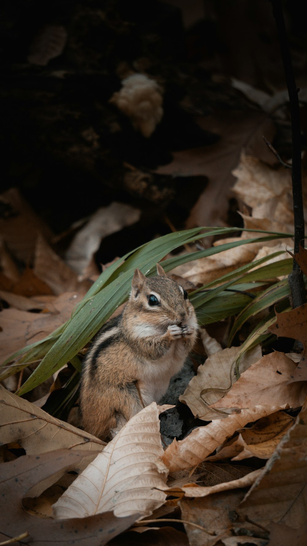 a chipper chipper sitting on the ground surrounded by leaves