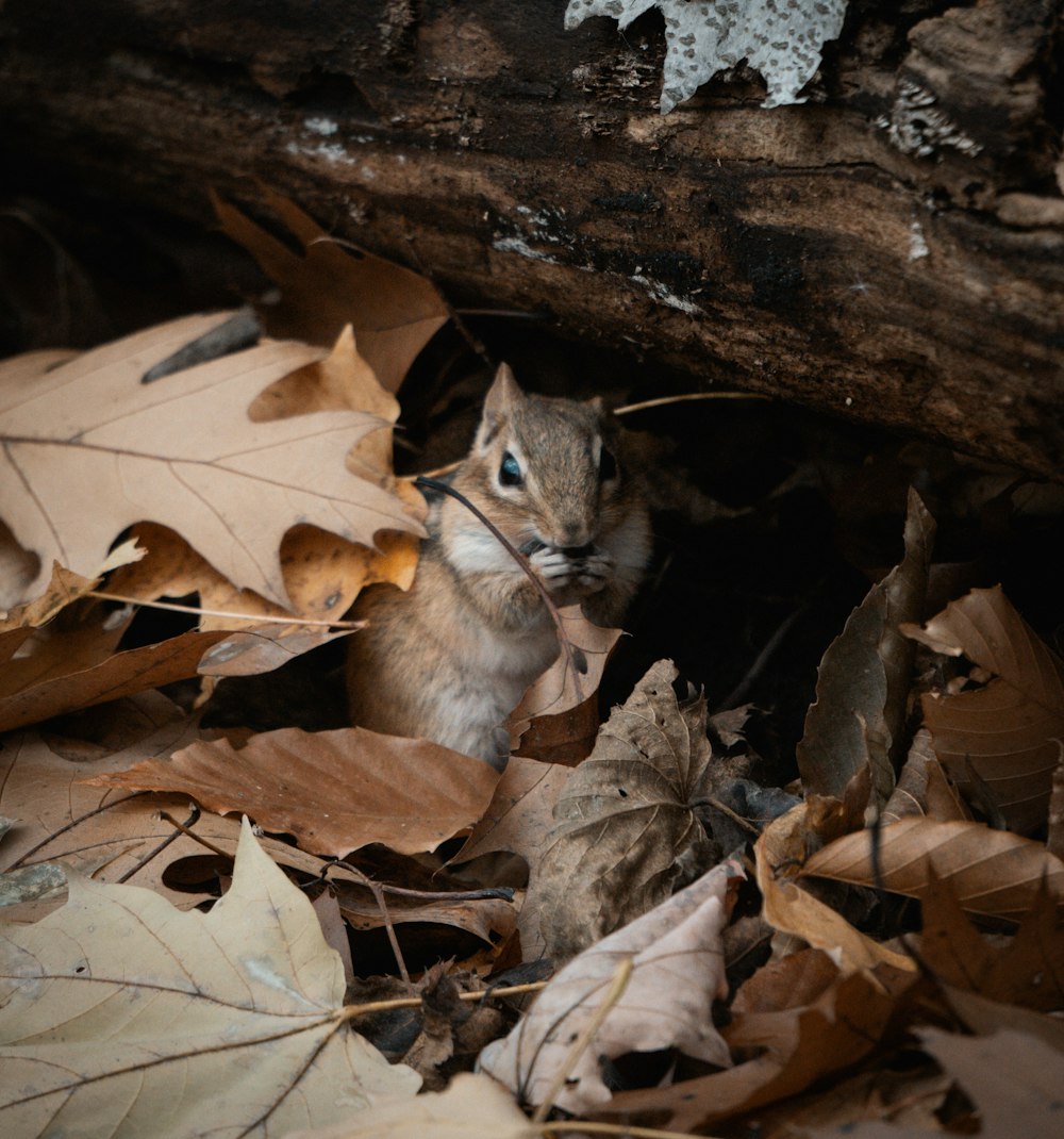 a squirrel hiding in a pile of leaves