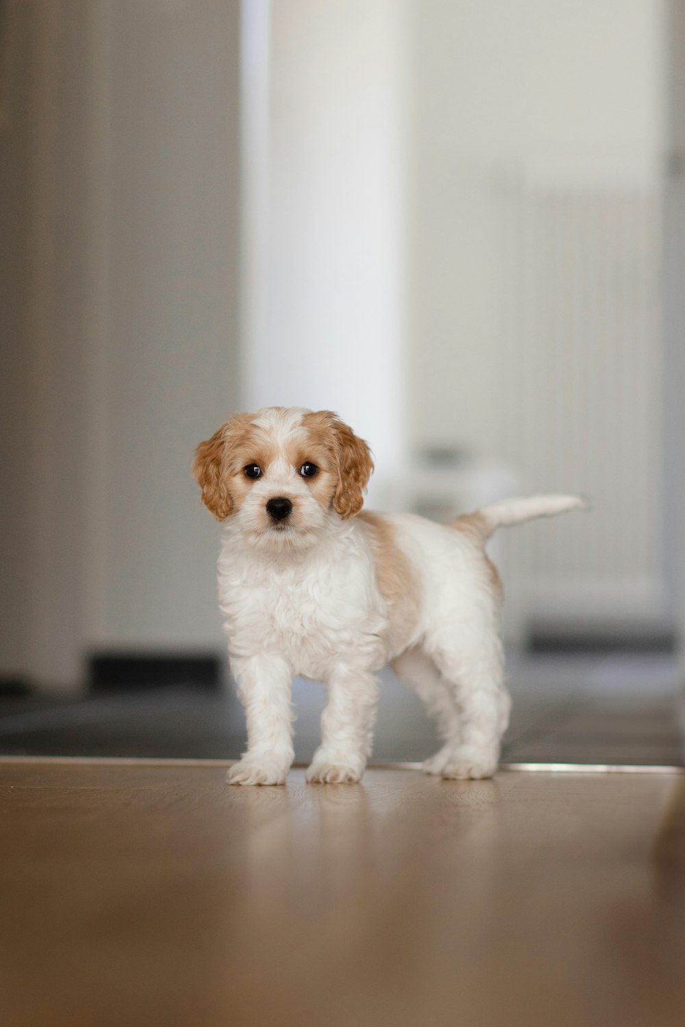 a small white and brown dog standing on top of a wooden floor