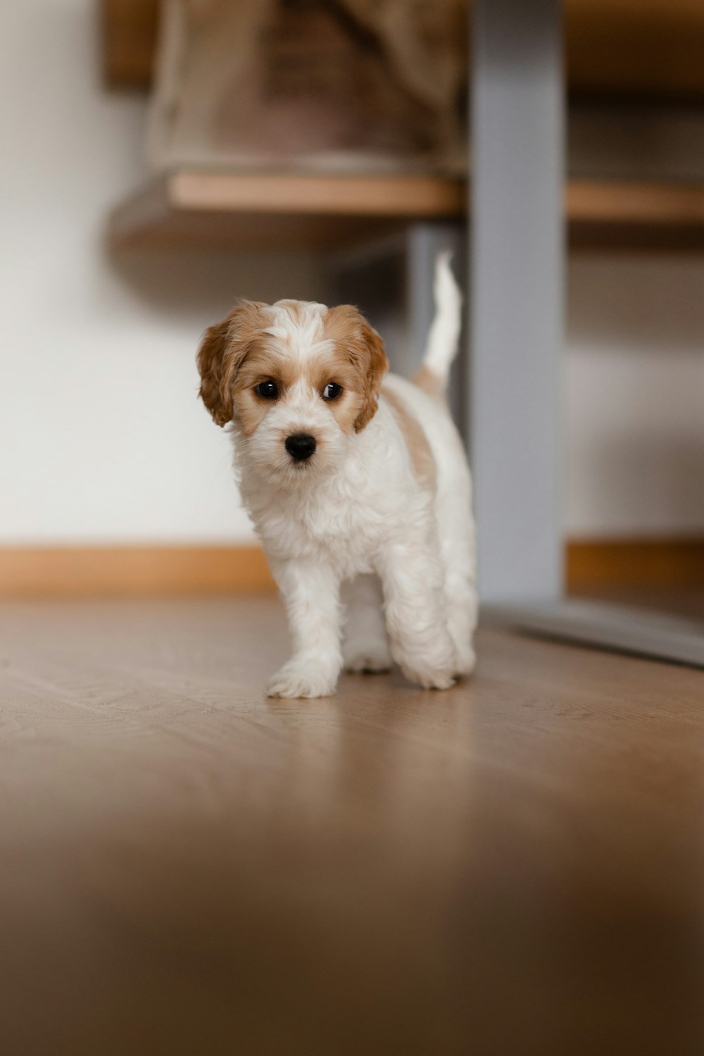 a small white and brown dog standing on top of a wooden floor