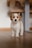 a small white and brown dog standing on top of a wooden floor