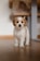 a small white and brown dog standing on top of a wooden floor