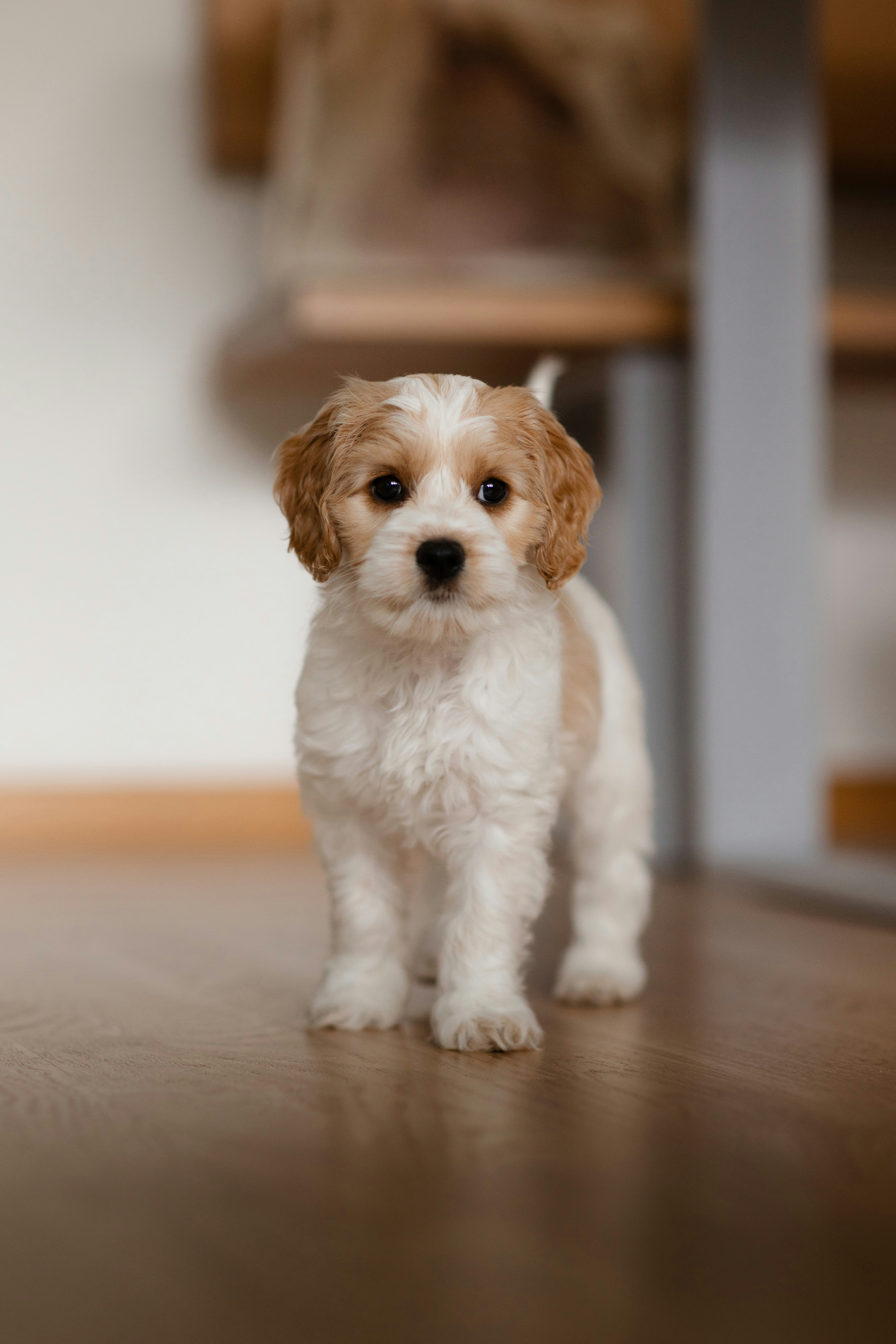 Adorable Puppies for Adoption