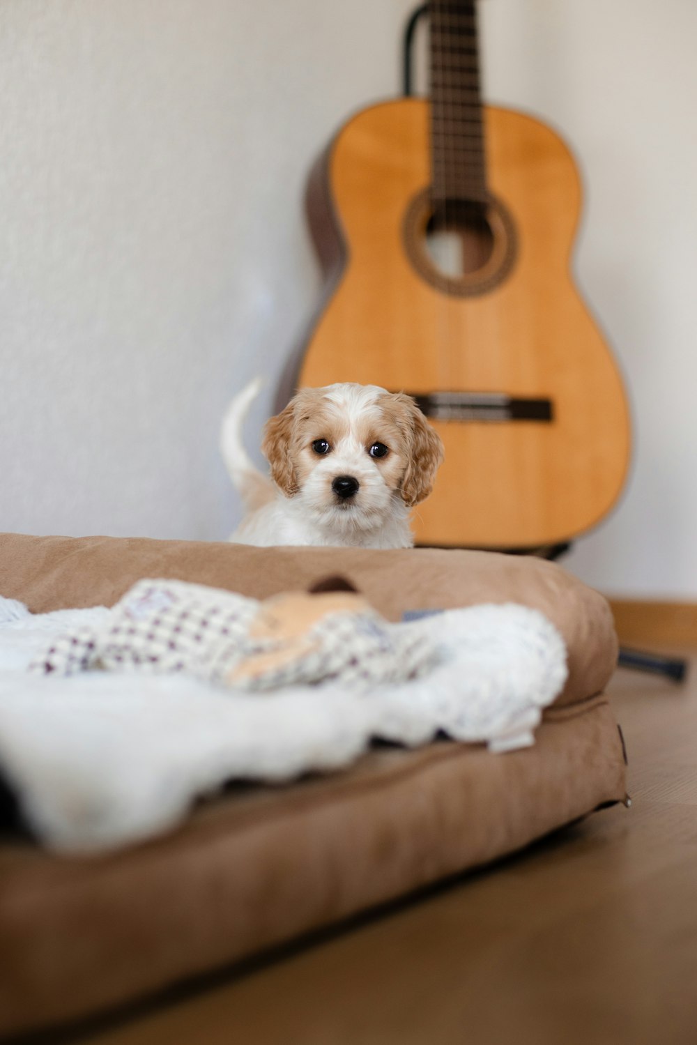 a small dog sitting on a bed next to a guitar