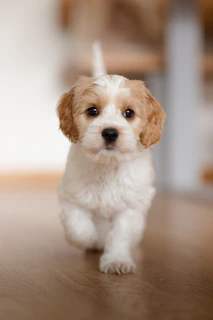 cute white puppy