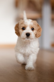 A fluffy, light brown and white puppy walking towards the camera on a wooden floor. Its ears are slightly curled, and its fur is soft and wavy. The background is softly blurred, bringing attention to the puppy's curious expression.