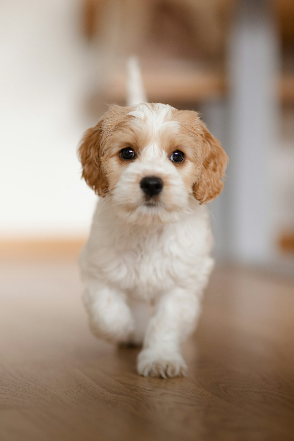 a small white and brown dog sitting on top of a wooden floor