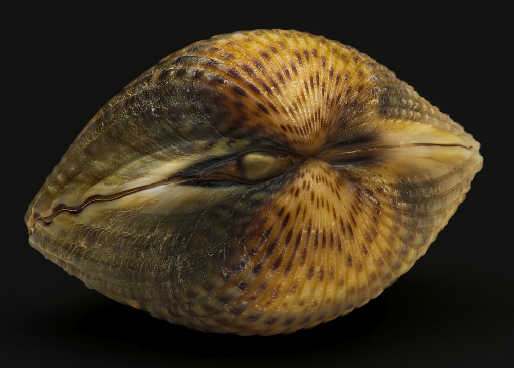 a close up of a shell on a black background