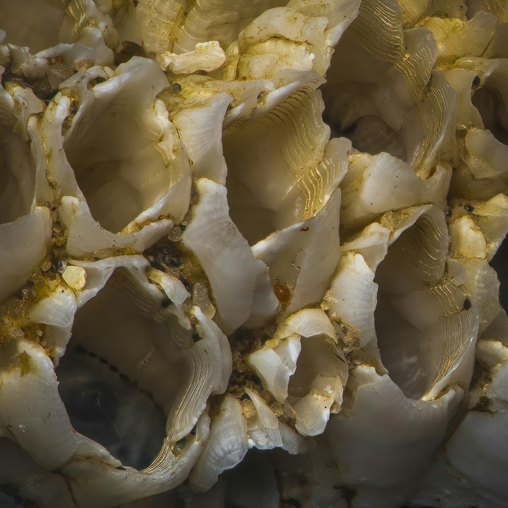 a close up of a bunch of shells