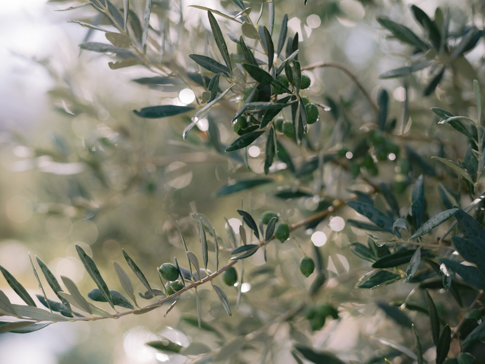 an olive tree with lots of green leaves