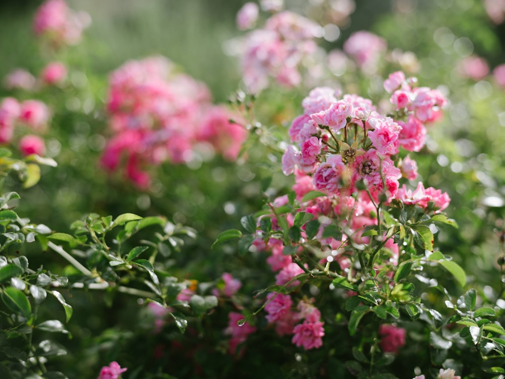 a bunch of pink flowers that are in the grass