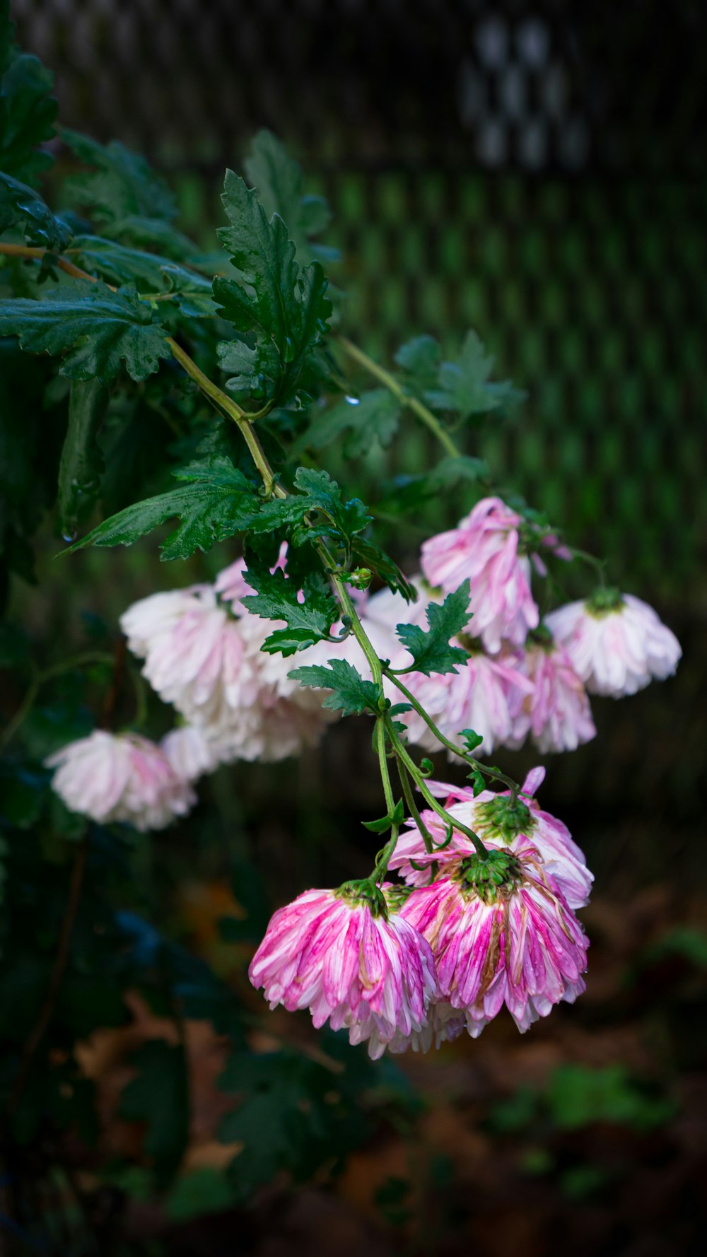 a bunch of pink flowers hanging from a tree