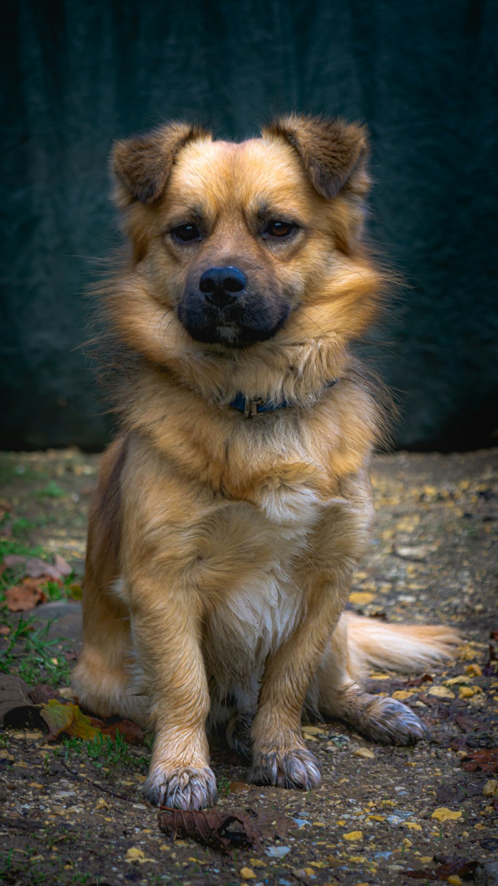 a brown dog sitting on top of a dirt field