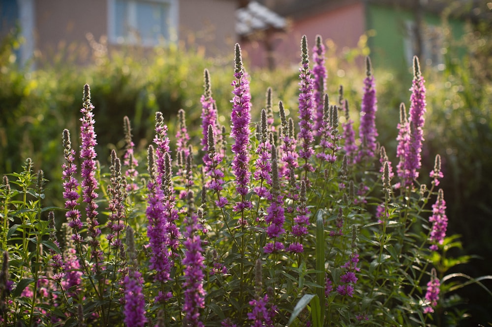 a field of purple flowers in front of a house