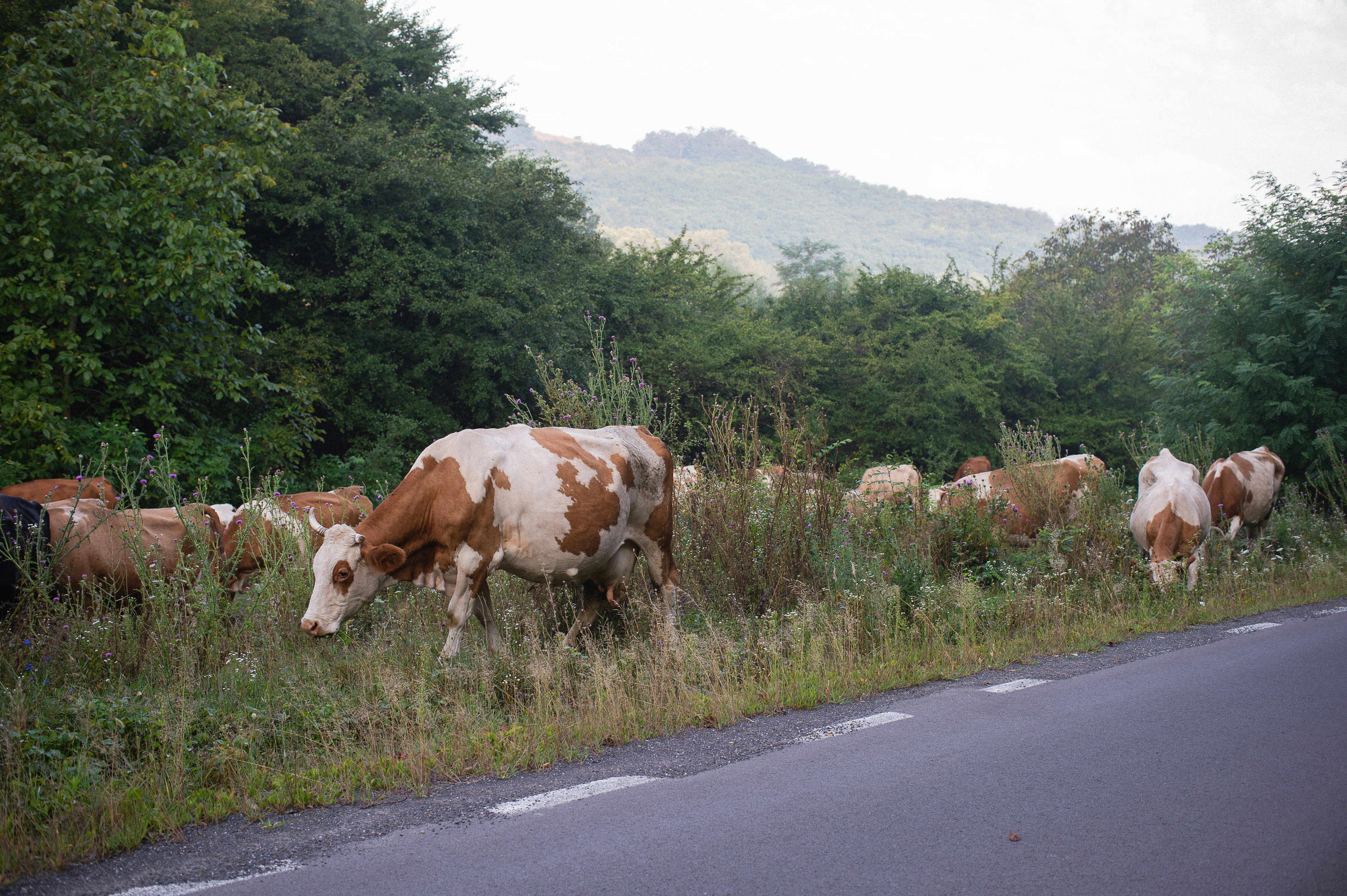 Cows in the countryside in Transylvania