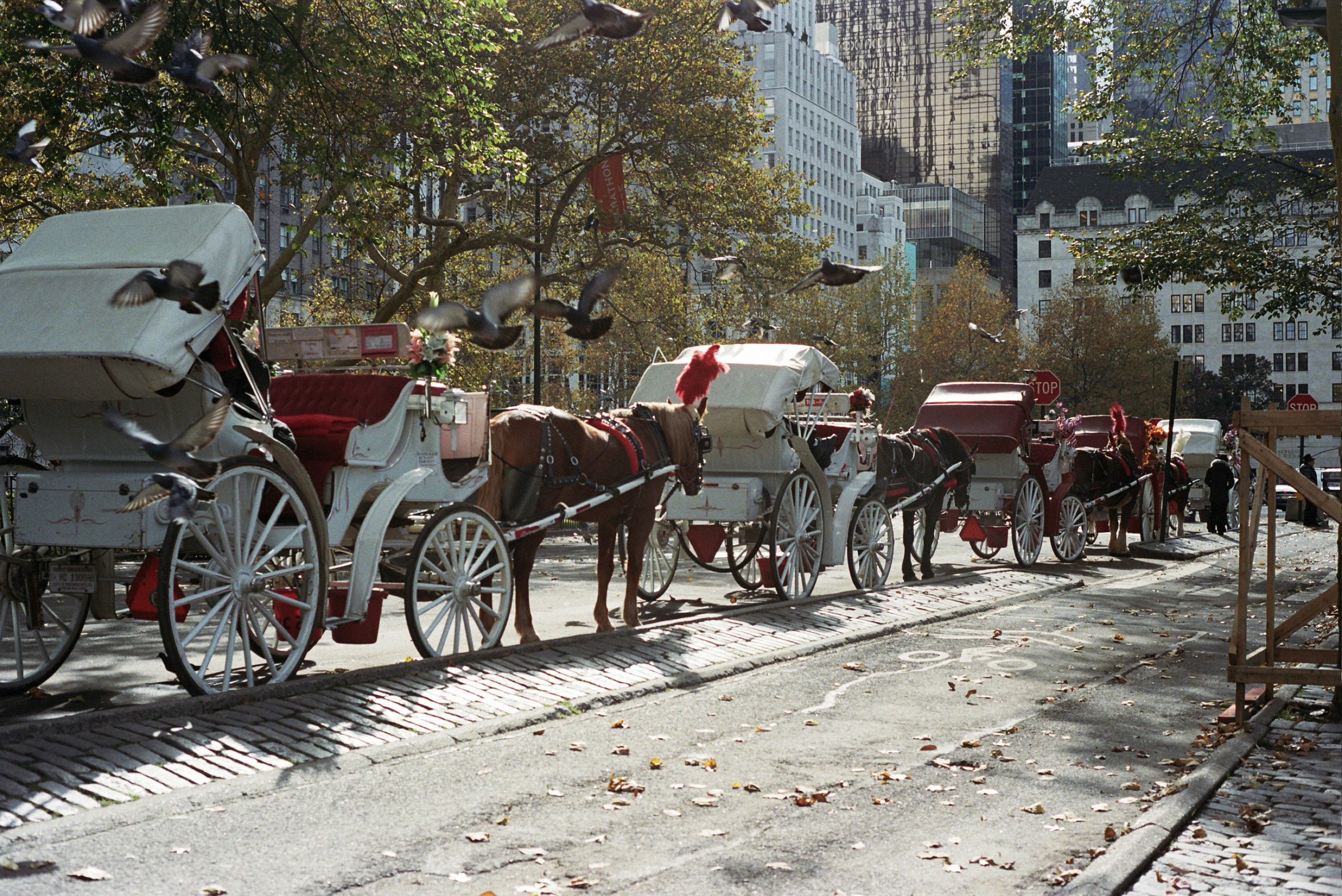 You're Still Doing It Because of Horses — And There Hasn't Been a Horse Here in a Century