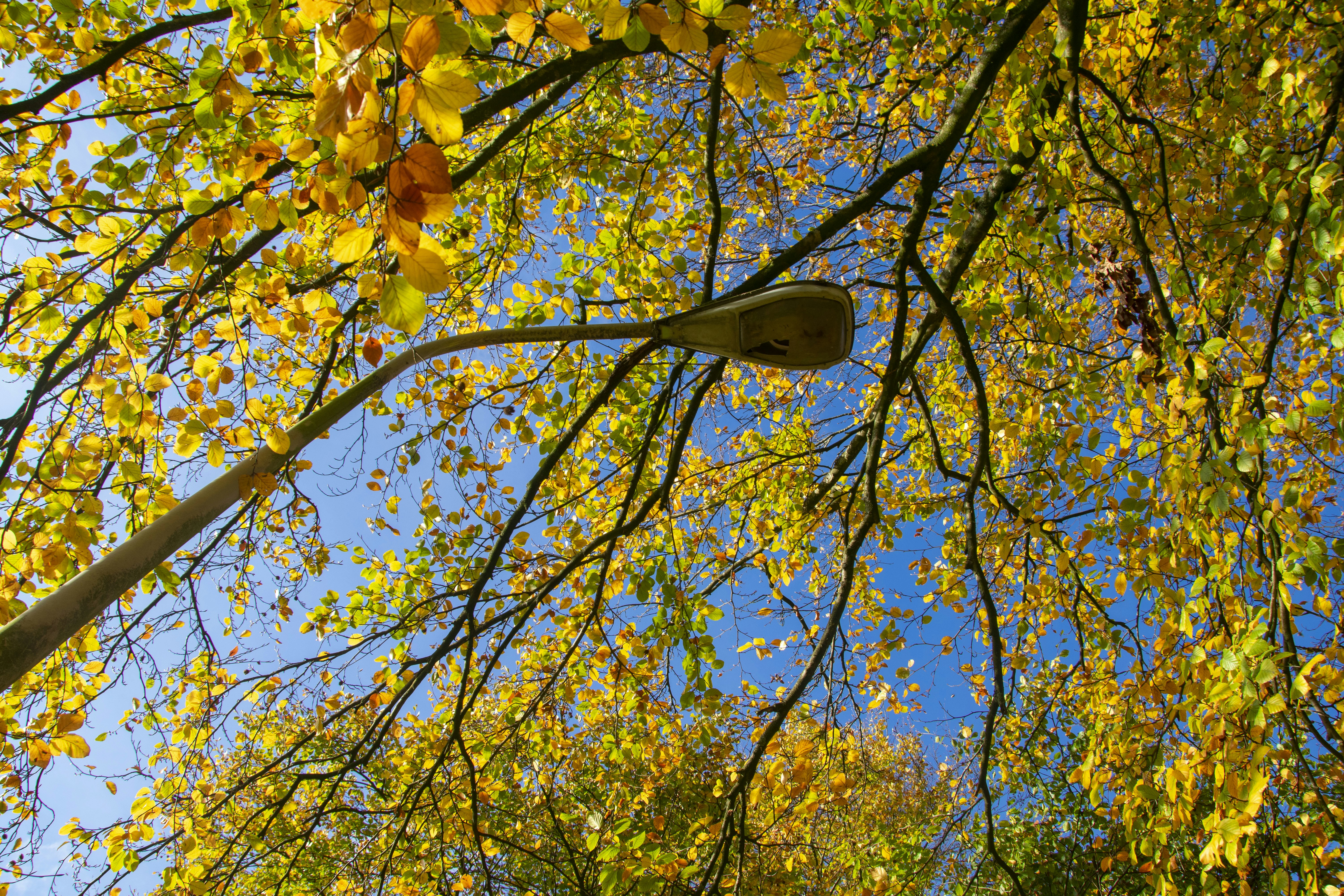 eine Straßenlaterne, die an der Seite eines Baumes hängt