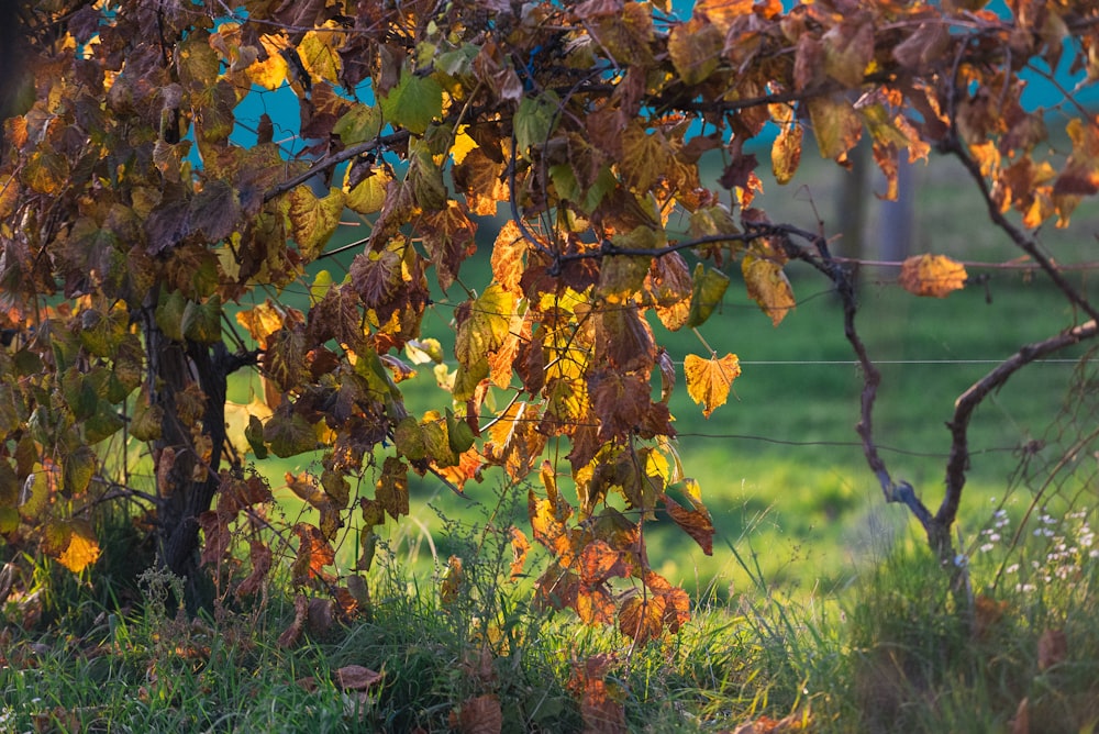 a tree with yellow leaves in a grassy field