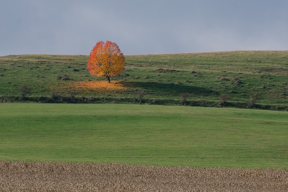 a lone tree in a field with a sky background