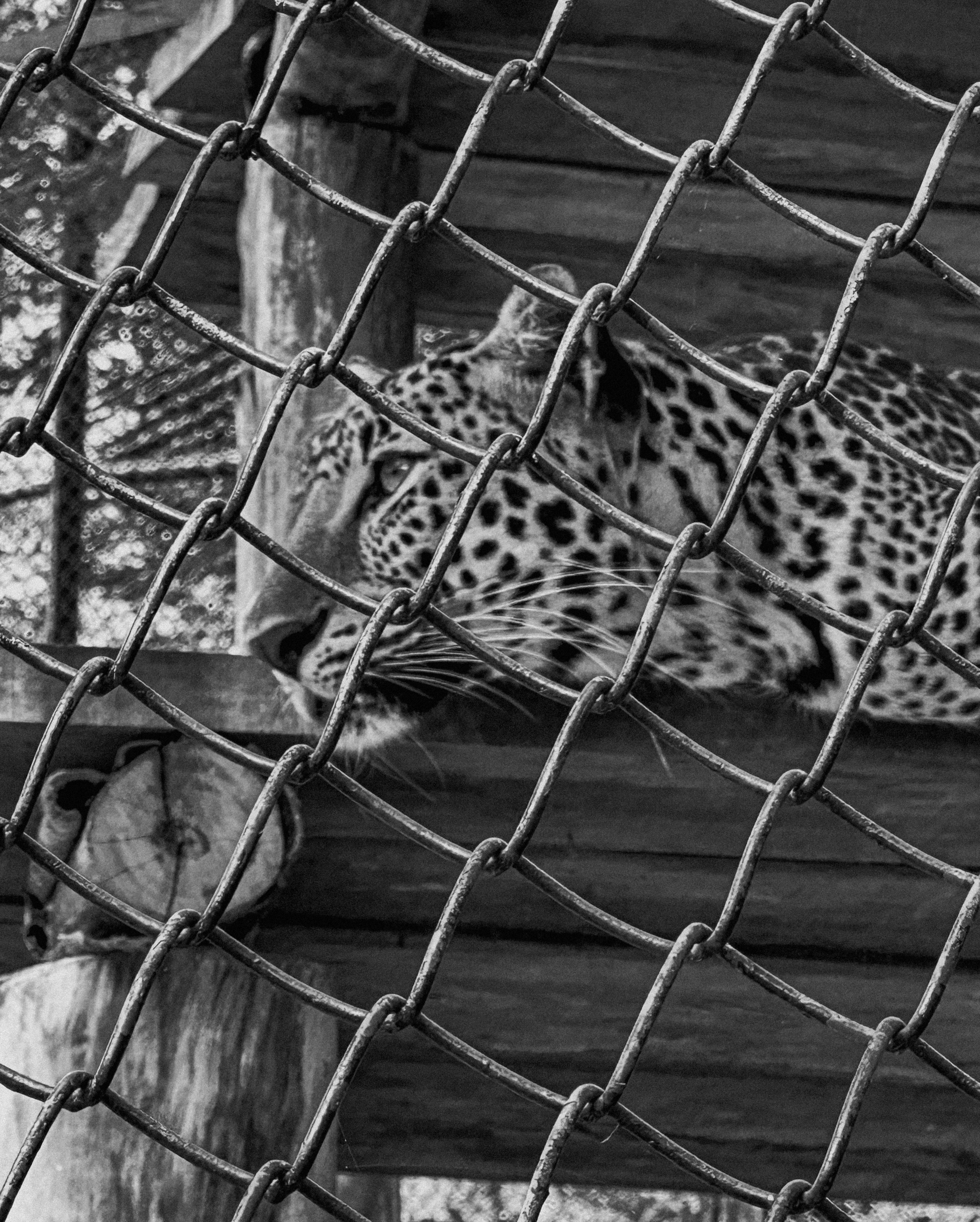 Fences That Divide (image credits: unsplash)