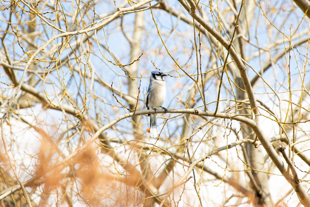 a bird sitting on a branch of a tree