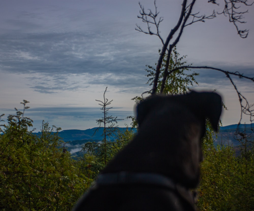 a dog is looking out over the mountains