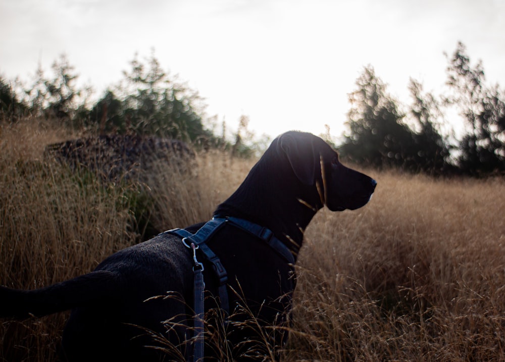 a black dog standing in a field of tall grass
