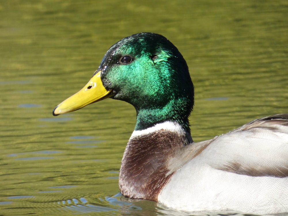 a close up of a duck in a body of water