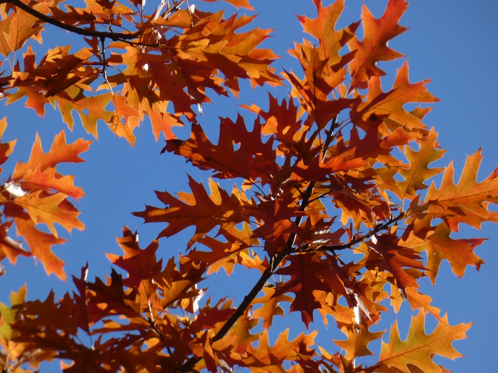 the leaves of a tree are changing colors