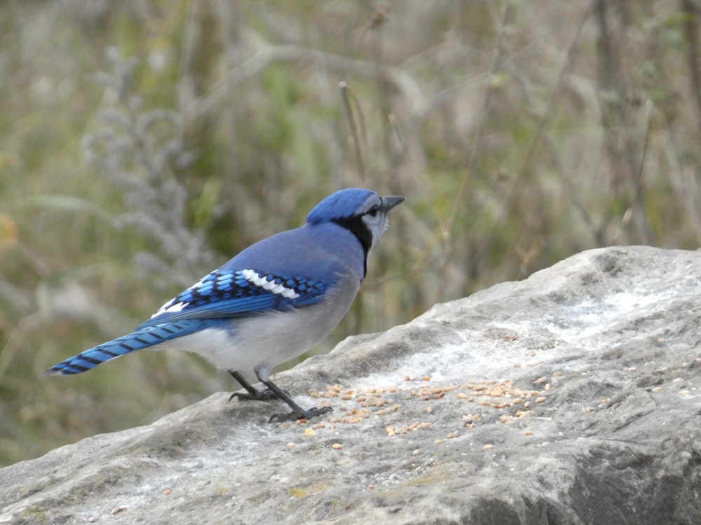 a blue bird is standing on a rock