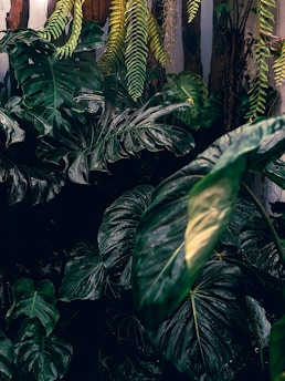 Lush, dark green leaves of various tropical plants with a glossy texture, intertwined with long, narrow fern fronds. The background is composed of natural textures, with wooden elements visible behind the plant foliage.