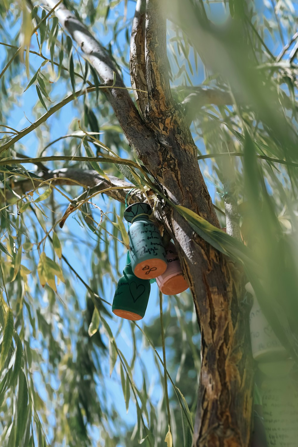 a couple of green cups hanging from a tree