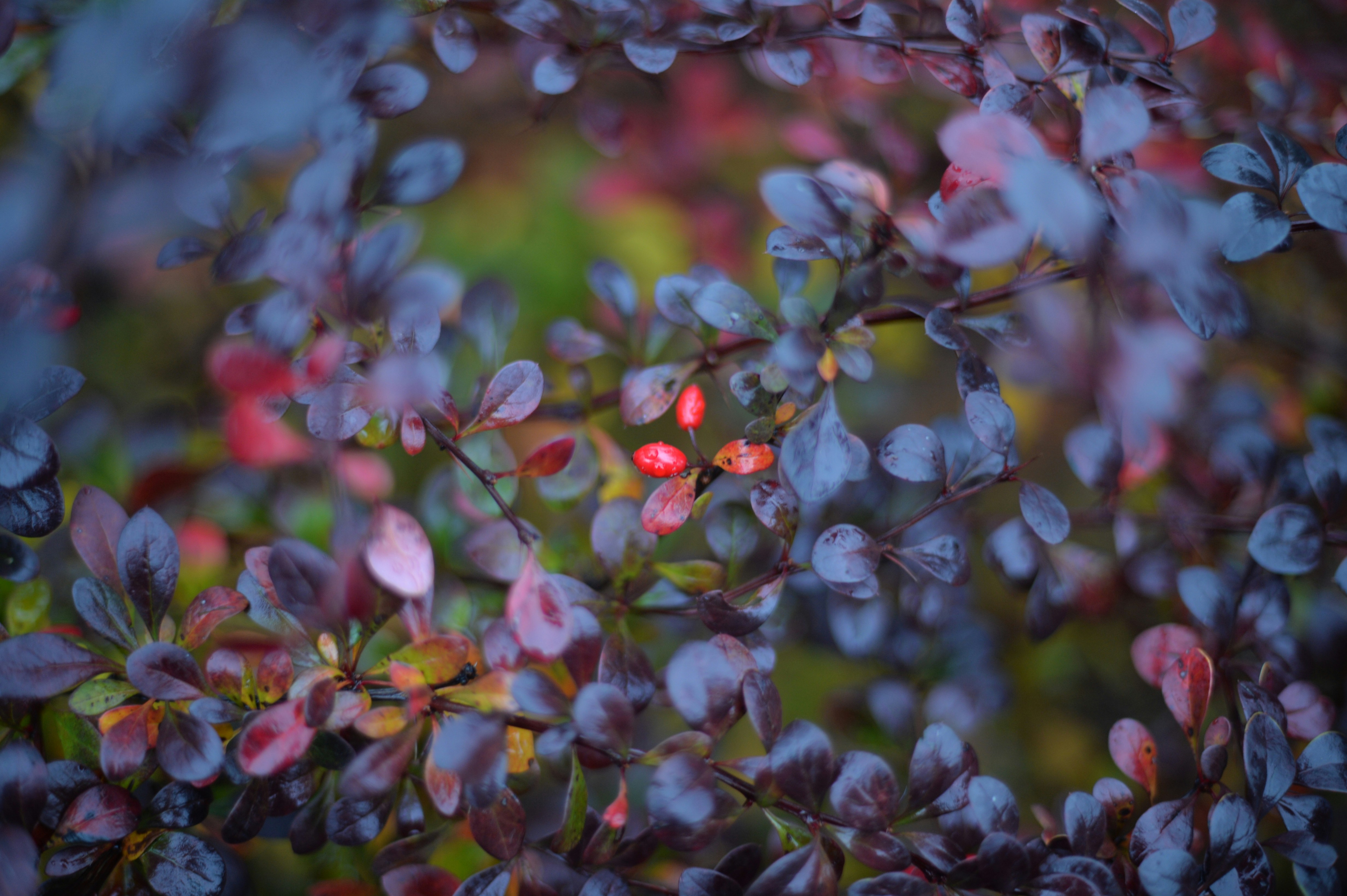 Photo by baliko_andras