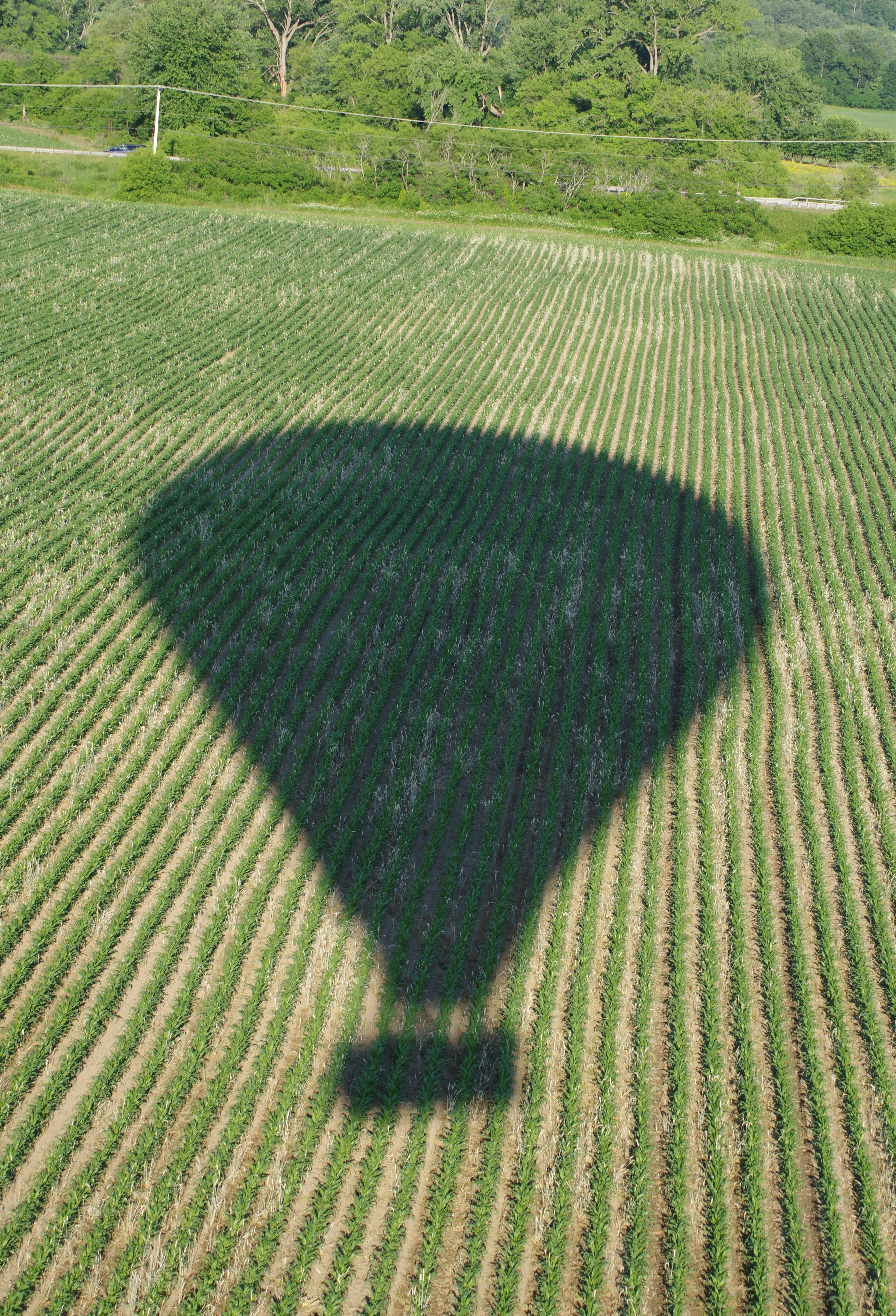 Ein Heißluftballon wirft einen Schatten auf ein Feld