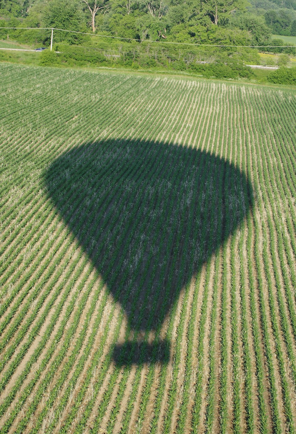 a hot air balloon casts a shadow on a field
