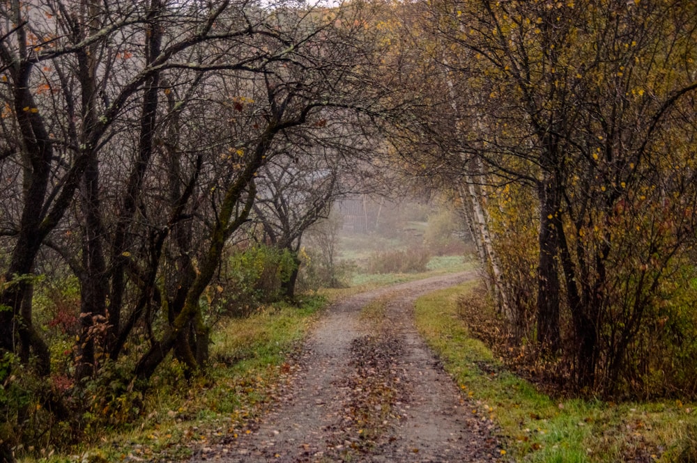 a dirt road surrounded by trees and leaves