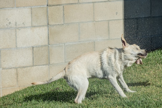 A wet dog shakes off water near a brick wall while standing on grass. Its fur is fluffed up from the water, and small droplets are visible around the animal.
