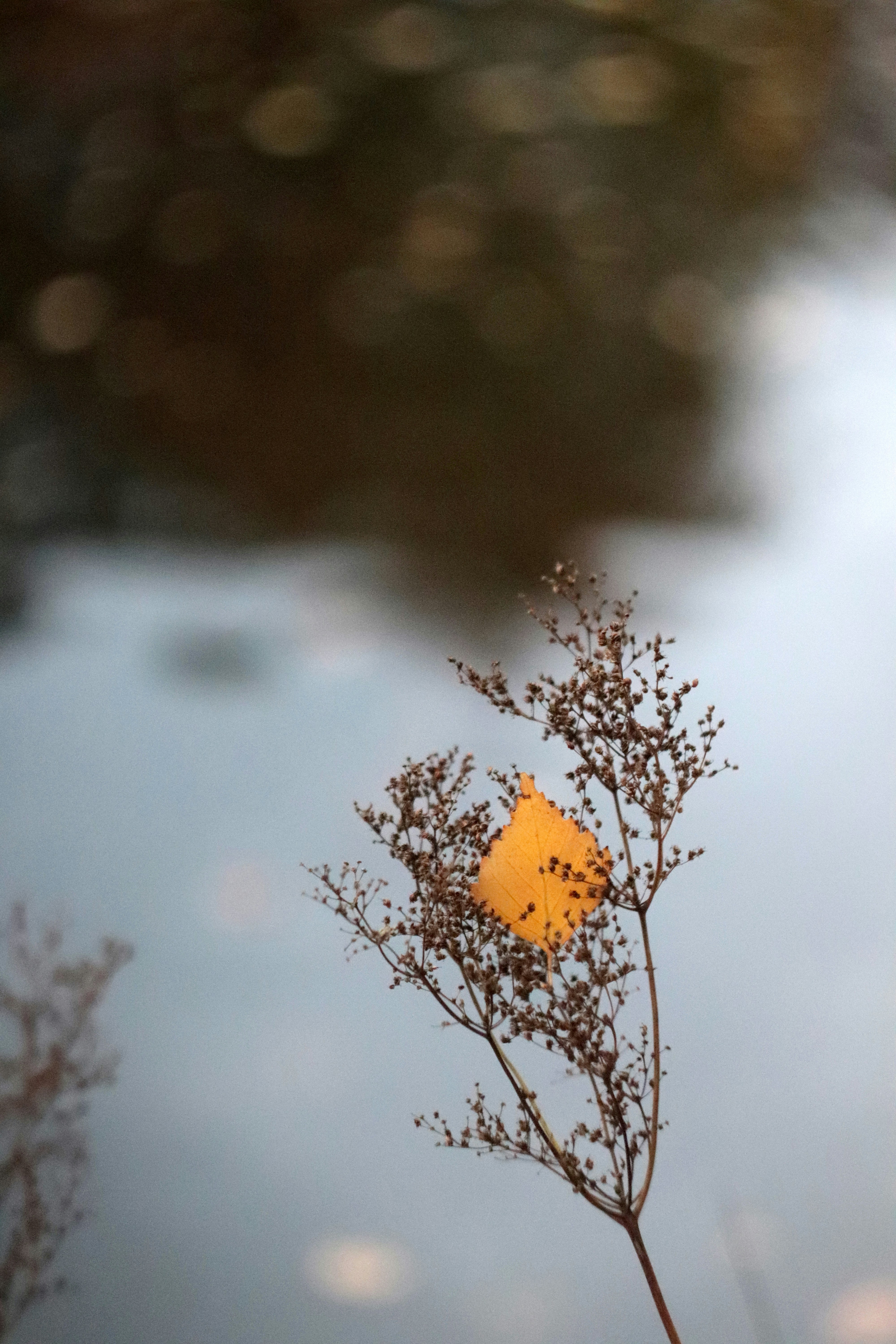 una planta con un cuadrado amarillo en el centro
