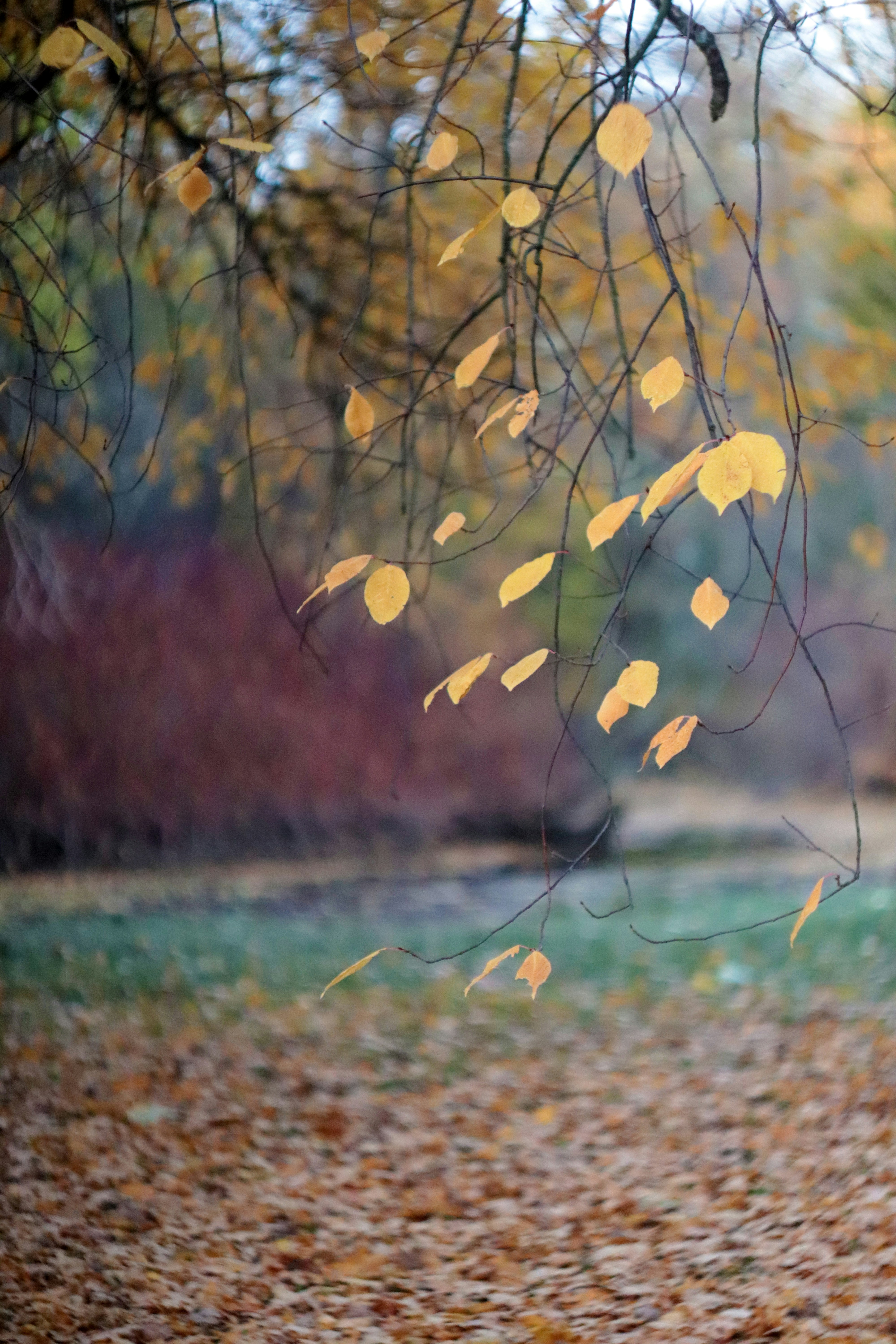 un perro que está parado en la hierba