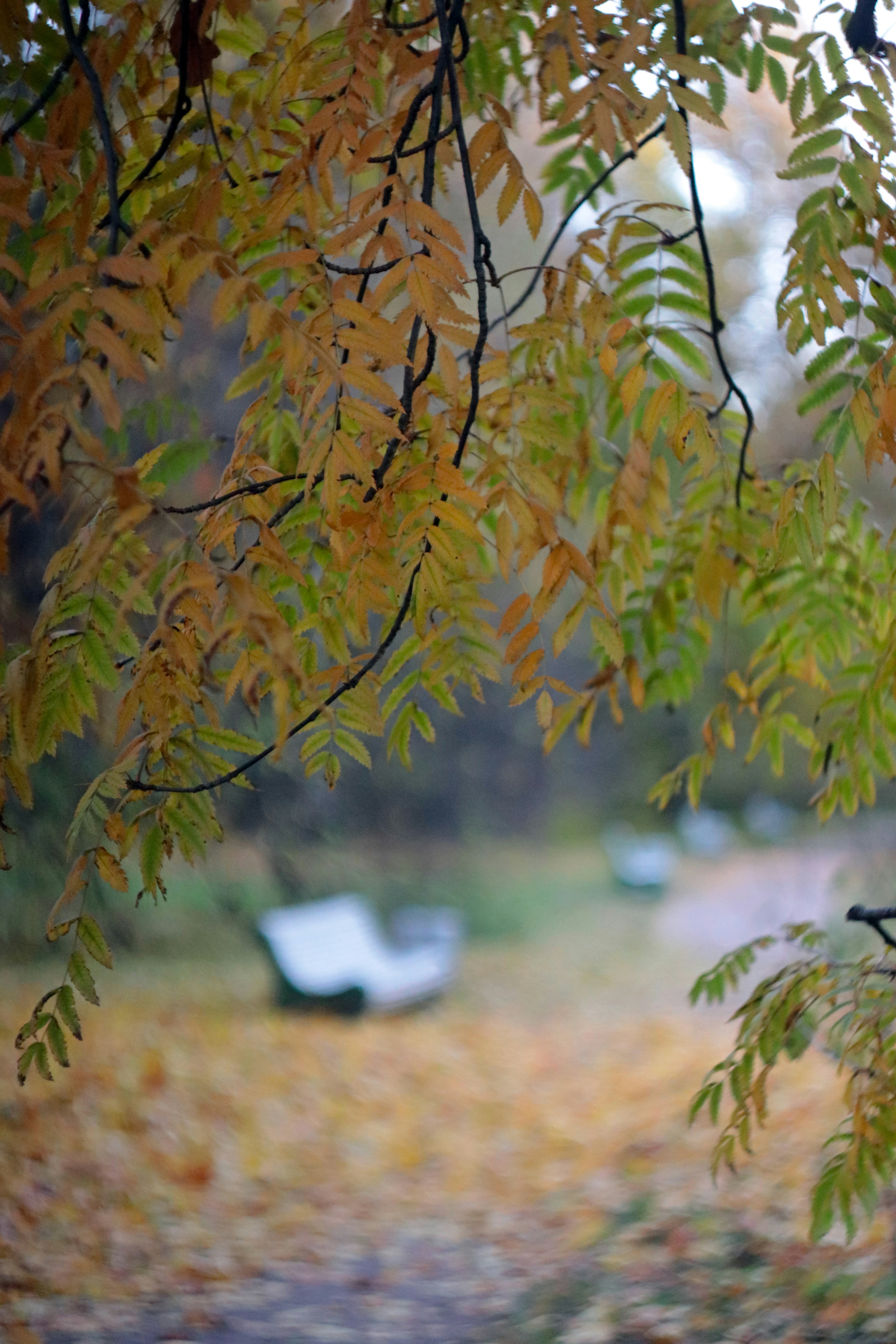 un banco de parque debajo de un árbol con hojas amarillas