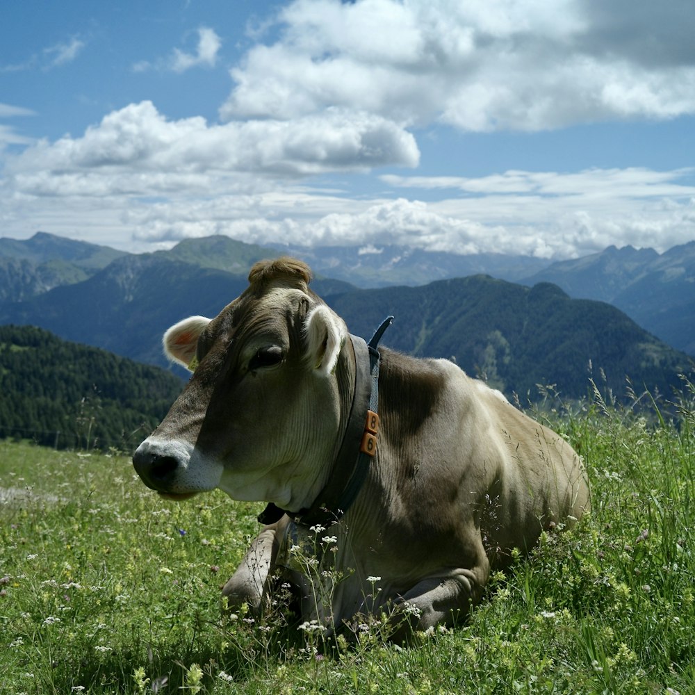 a brown and white cow laying on top of a lush green field