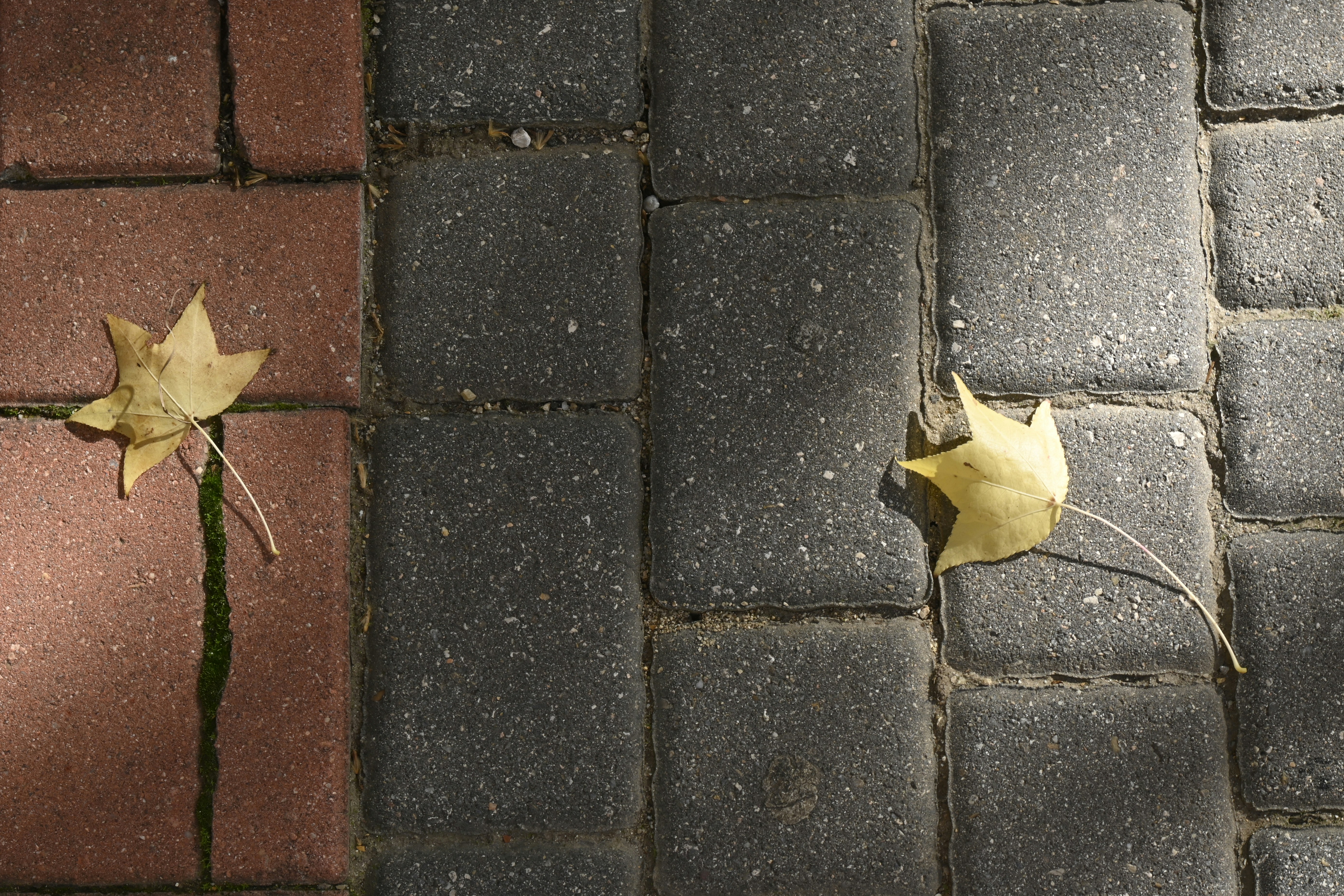 El estado primordial Aggiornado Post feature image