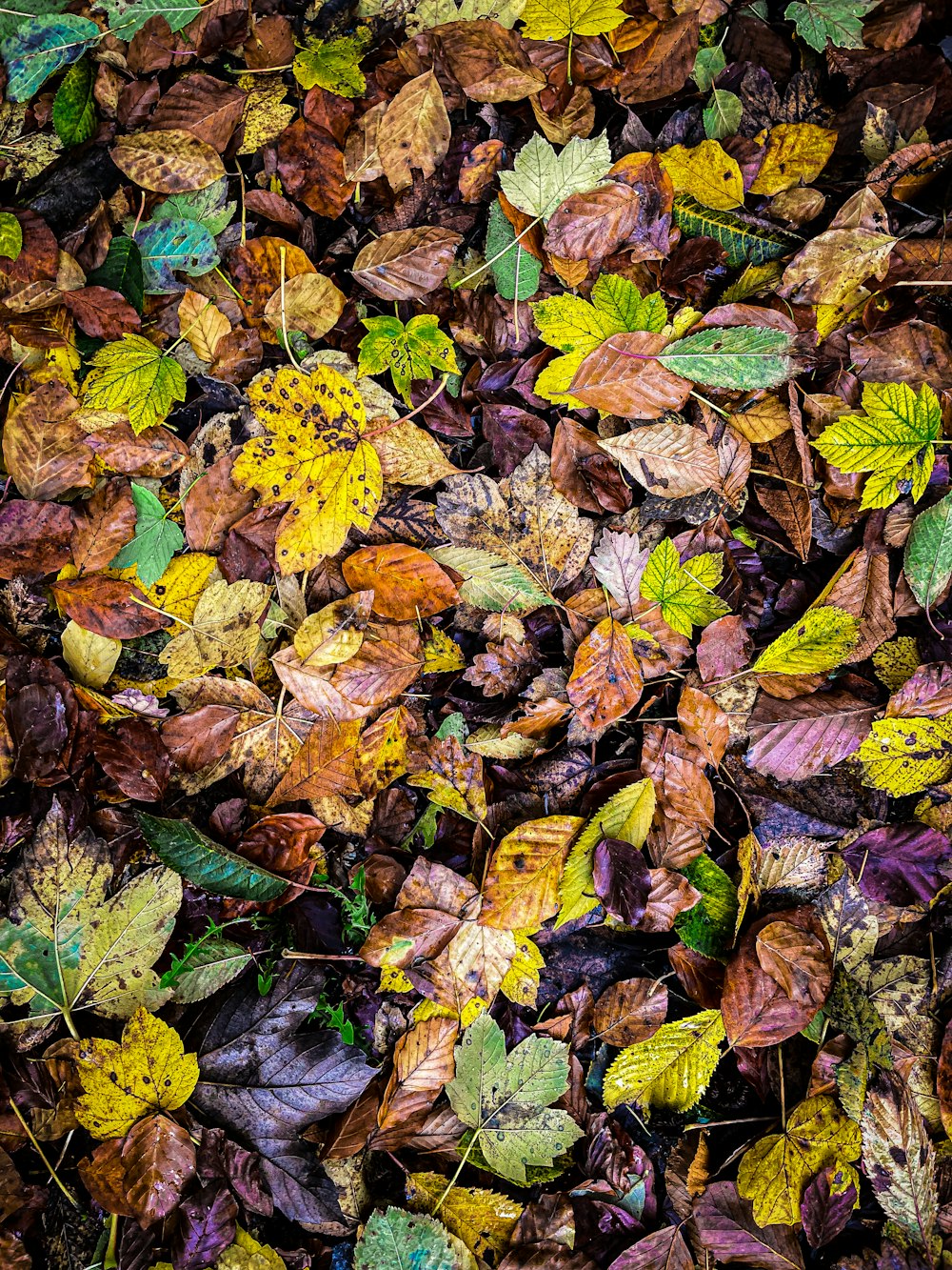 a bunch of leaves that are laying on the ground