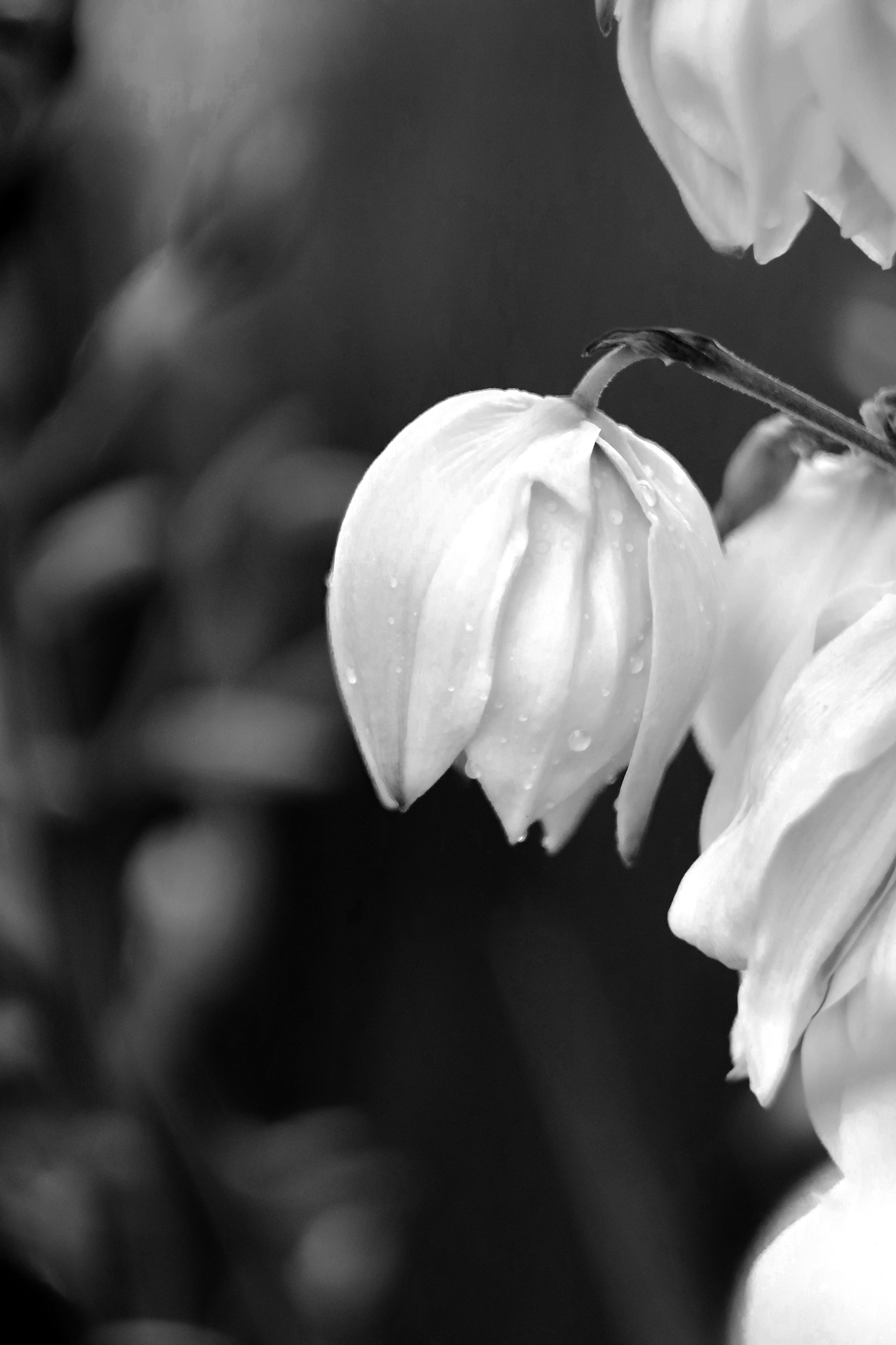 Una foto en blanco y negro de unas flores
