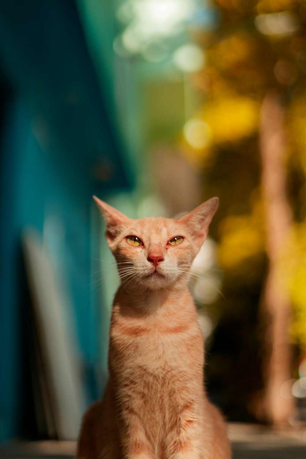 a small orange cat sitting on the ground