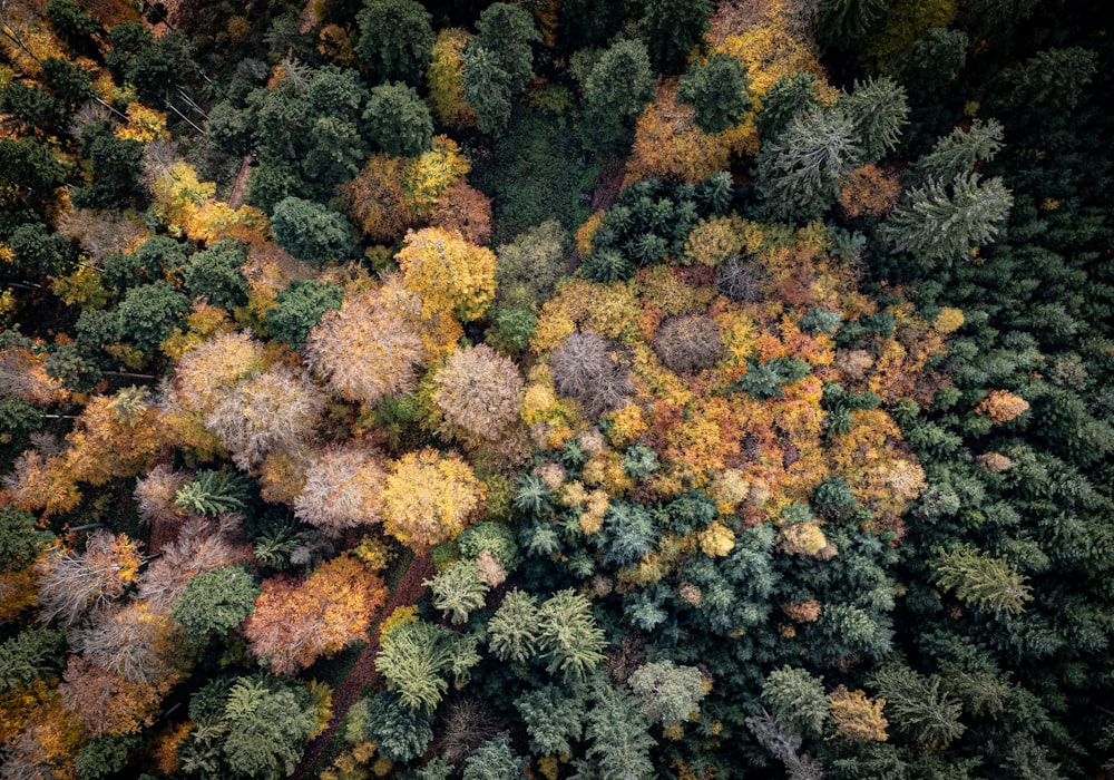 木々が生い茂る森の空撮