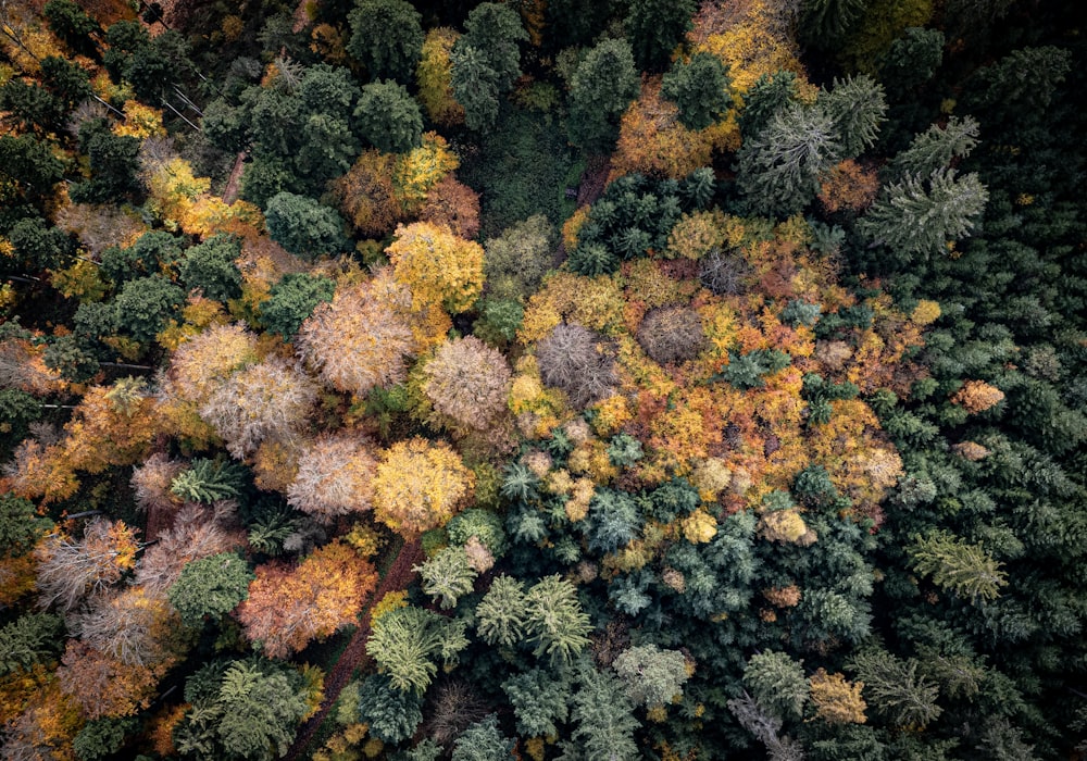 an aerial view of a forest with lots of trees