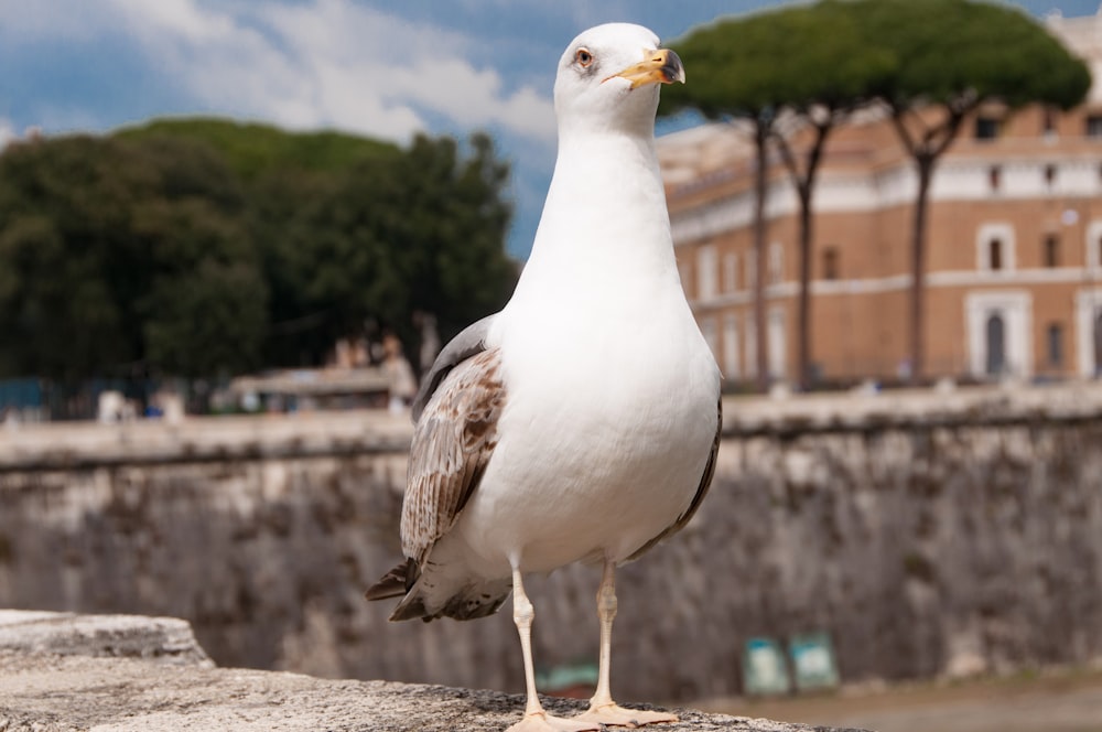 a seagull standing on a ledge in front of a building