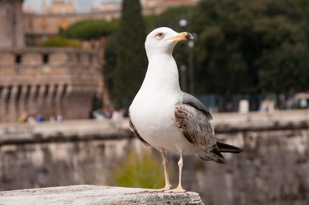 a seagull standing on a ledge in front of a castle, Cheeky seagull on bridge across the Tiber River in Rome.