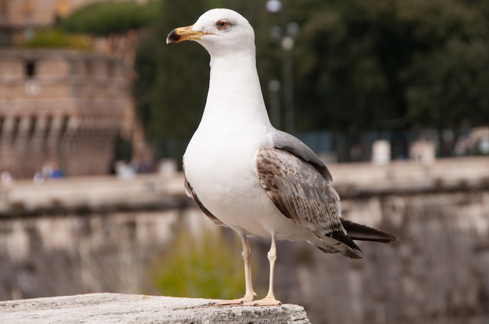 a seagull standing on a ledge in front of a building